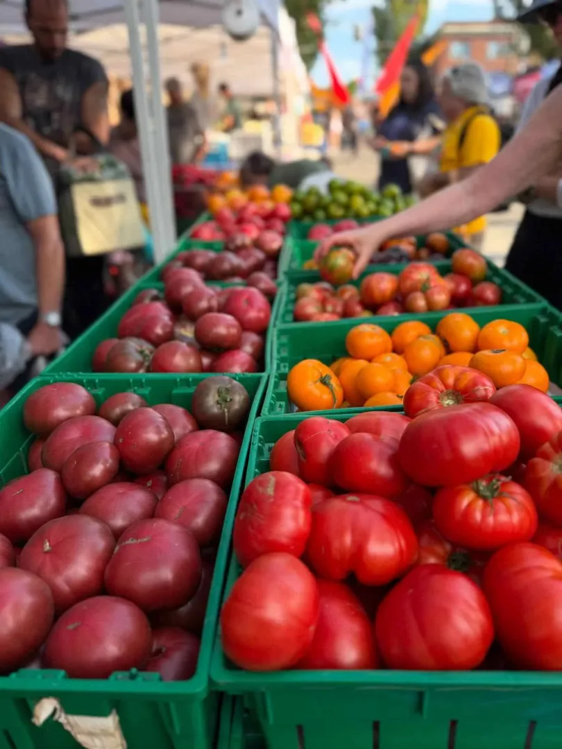A bountiful farmer's market stall with green crates of red and heirloom tomatoes in Seattle in July.