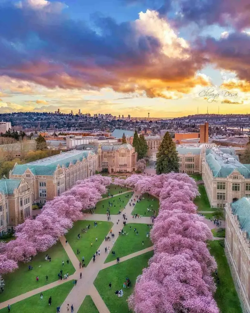 An aerial view of the University of Washington Quad in Seattle in April, covered in beautiful pink cherry blossoms.