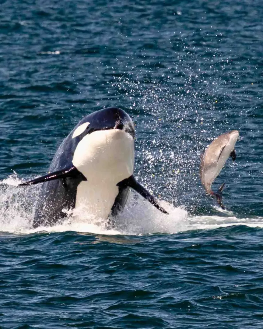 A large black and white orca whale breaches near a splashing dolphin off the coast of Seattle in June.