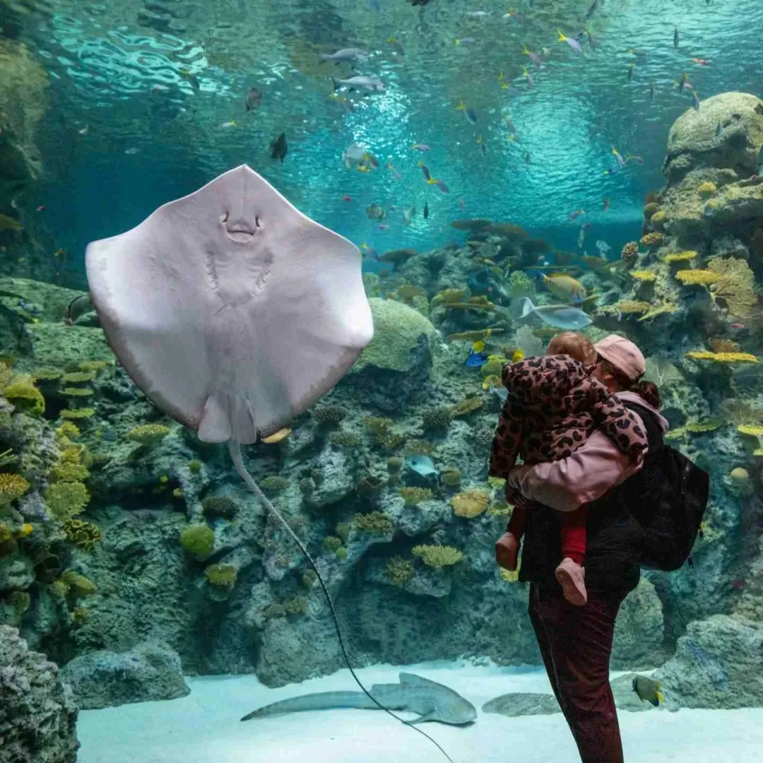 A stingray glides past visitors at the aquarium, a highlight in your Chihuly Garden and Glass guide.