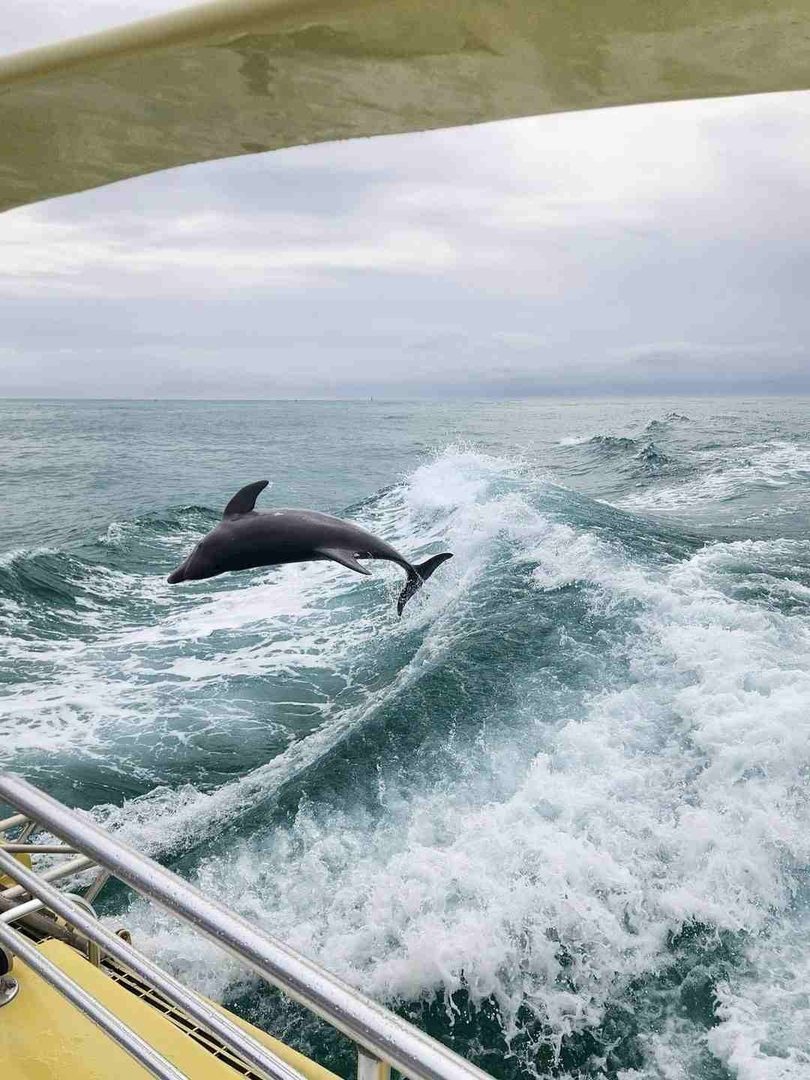 Take a Dolphin Sunset Cruise