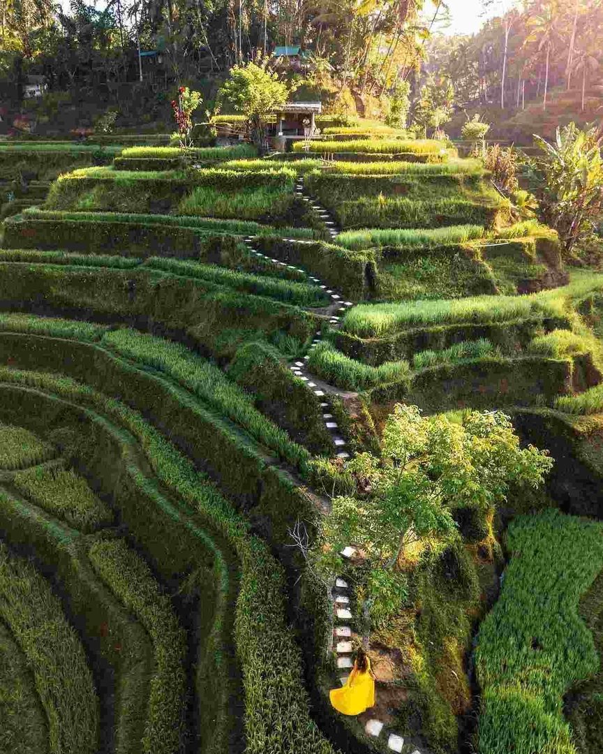Tegalalang Rice Terraces
