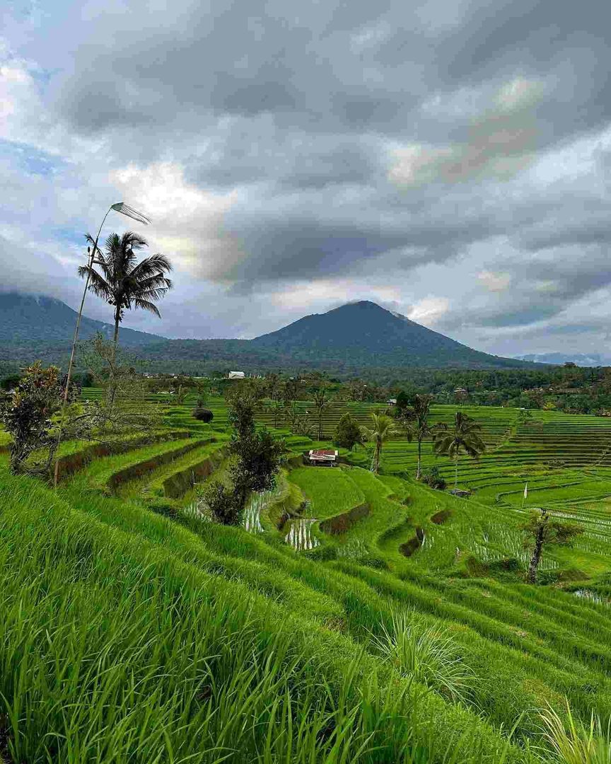 Jatiluwih Rice Terraces