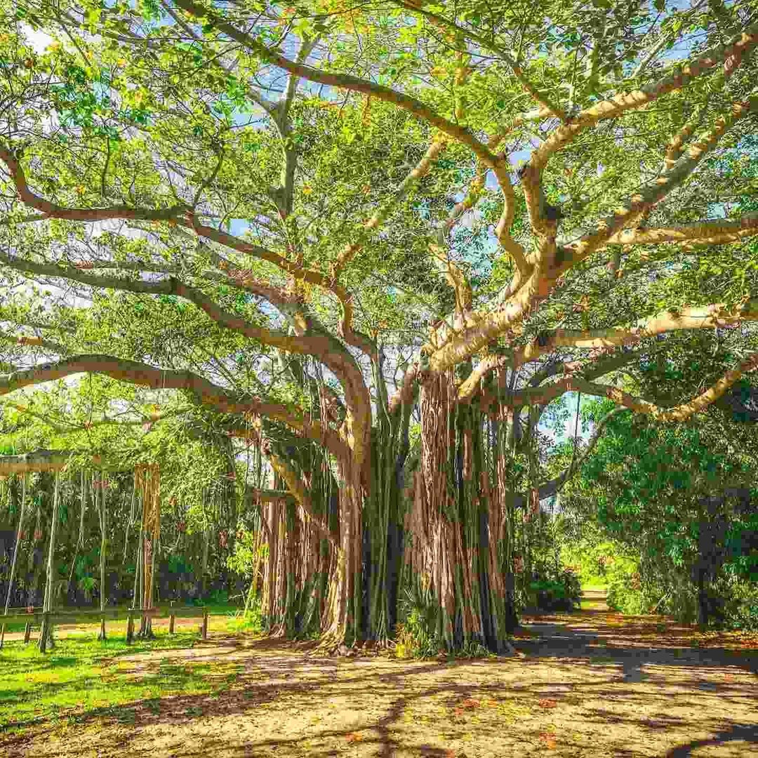 Explore Hugh Taylor Birch Park