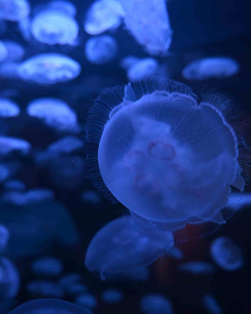 Explore the Vancouver Aquarium