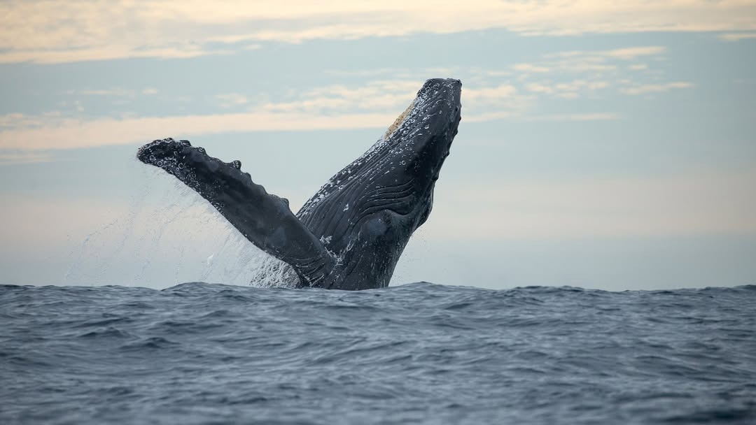 Go Whale Watching