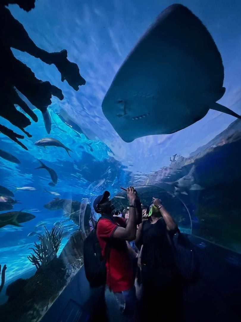 Visit Ripley's Aquarium of Canada